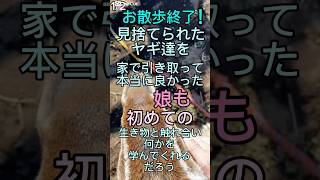 見捨て られた ヤギ 達を 家に迎えて 正解 だった！ 娘に 生き物の 命の尊さ を 学んで欲しい／goat  動物 可愛い やぎ 田舎 秘境 笠間 goats ペット cute