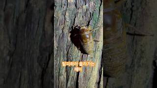 움직이는 매미 유충!! | Cicada larva #shorts #곤충채집 #매미