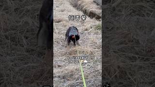 今日のコロたま朝散歩🐶☁️ #黒柴　#柴犬  #芝犬のいる暮らし　#黒柴好きな人と繋がりたい #犬の散歩 #犬好きな人と繋がりたい