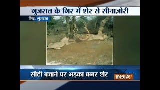 Gujarat: Lion tries to attack man at Gir forest