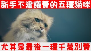 新手不建議養的五種貓咪！尤其是最後一種千萬別養！