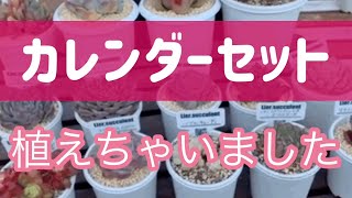 【多肉植物】【ガーデニング】【多肉生産者】カレンダーセット❗️植えつけ　　　多肉大好き！なりちゃんパパ　多肉奮闘記その270