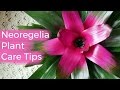 Neoregelia Plant Care Tips: The Bromeliad With The Striking Foliage / Joy Us Garden