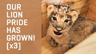 Meet our 3 Adorable LION CUBS!