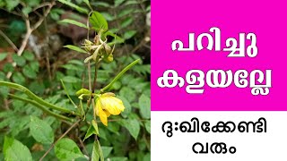 Senna occidentalis ഊളൻ തകര