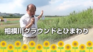 【遠藤市長が語る座間市！vol.4】相模川グラウンドとひまわり