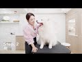 북극곰 사모예드 세미의 첫 미용 dog grooming