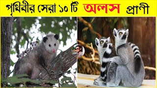 পৃথিবীর সেরা ১০ টি ঘুমকাতুরে প্রাণী|Top 10 lazy animals in the world |in bengali