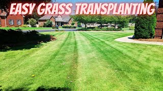 The Easiest Way to Transplant Grass!