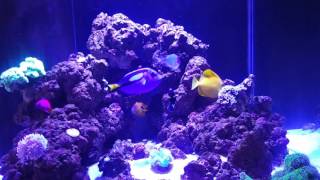 MARINELAND 90G CUBE AQUARIUM ACUARIO MARINO WITH RADION LED SALTWATER REEF UPDATE