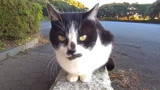 コンクリートの柵の上でまったりする細長しっぽの黒白ねこをなでなでもふもふ　-Diary of visiting cats in Japan-