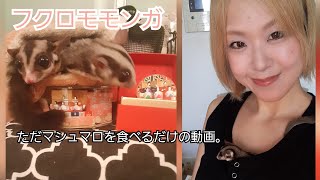 フクロモモンガ、ただマシュマロを食べる動画。