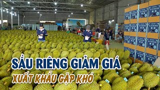 Tiền Giang: Sầu riêng giảm giá, xuất khẩu gặp khó | MIỀN TÂY HÔM NAY - TRƯA 05/02/2025