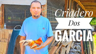 Los Gallitos Miniatura de Criadero Dos Garcia!