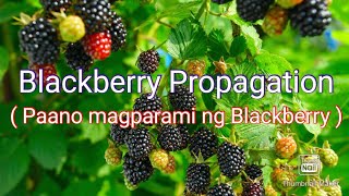 Blackberry Propagation ( Paano magparami ng Blackberry )