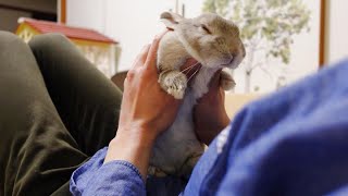 ソファーに穴を空けそうなほどの勢いだったので、とうとう飼い主に確保されてしまったウサギさん…