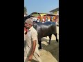 super bull dhanaula pashu mela bfa