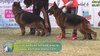 kci dog show in kolkata 2019 II part 2 II Animal Colony