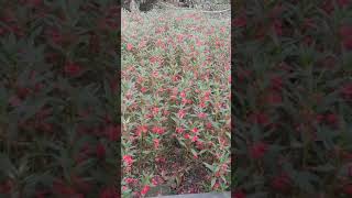 A field of Red Balsam- Have you ever seen so many balsams?