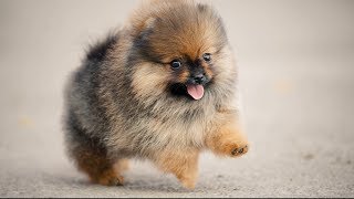 Cute Pomeranian Puppies Doing Funny Things #2 | Cute and Funny Dogs