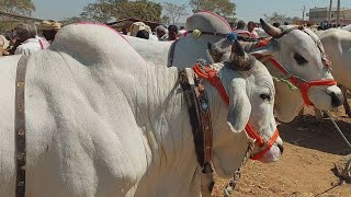 పెబ్బేరు శనివారం సంతలో సేద్యపు ఎద్దుల ధరలు | Pebbair Saturday Bulls market | Oxen ‎price @csrbulls 