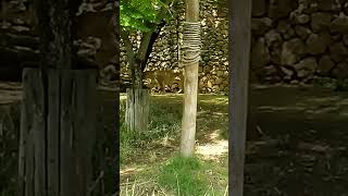 Jerusalem Zoo Lions #zoo #lion #lions