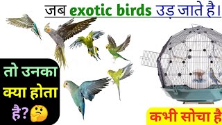 what happens when exotic birds fly || जब बर्ड्स पिंजरे से बाहर उड़ जाते है तो क्या होता है?
