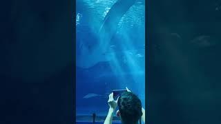 【🐠沖縄美ら海水族館】ジンベイザメのジンタ君🐋に会いに行きました♪ #shorts