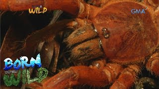 Born to be Wild: Documenting Philippine orange tarantula