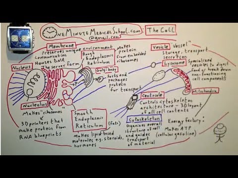 What is the main conflict in cell one?