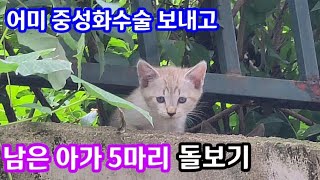 어미고양이 중성화수술 보내놓고, 남은 길아가들 5마리 돌보기