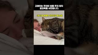 고양이는 주인이 밥을 주지 않자 참교육을 시전합니다