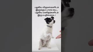 மிருகங்களிடம் இருக்கும் பாசம் கூட மனிதர்களிடம் இருப்பதில்லை #petlove #doglove #animallove #petlovers