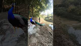 #vfx #peacock #forestbirdssounds #ytshorts #birds #forestbirdsong #wildlife #wildlifesounds #animals