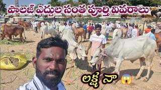 ఎద్దుల అంగడి లో ఎద్దుల ధరలు తెలుసుకుందాం రండి