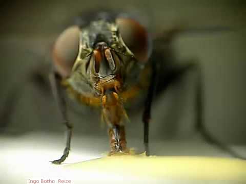 Stubenfliege Hautnah Youtube