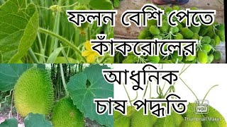 আধুনিক কাঁকরোল চাষ পদ্ধতি ও সার প্রয়োগ | কৃষি খামারiT