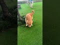 🐶可爱博美犬欢欢出门找朋友玩啦🐕cute pomeranian went out to play with friends.