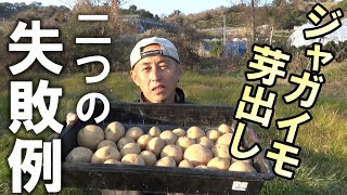 【自然農】ジャガイモ芽出し　二つの失敗例　2023年2月3日  【natural farming】