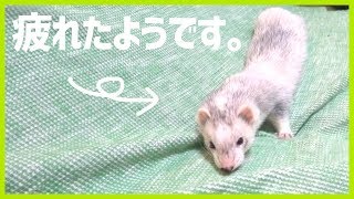 疲れても、ずーっと秘密基地を守り続けるフェレットｗ - ferret lab #263