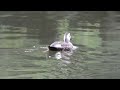 eastern spot billed duck chinese spot billed duck ducks in the park