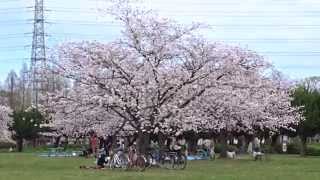 大泉緑地　桜　堺市