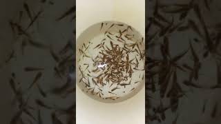 bangaru teega fish seeds saplaire 9542711566,9553655404