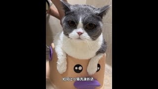 #萌宠出道计划 #记录猫咪日常 #这个世界不能没有小猫 #猫咪洗澡乖乖的