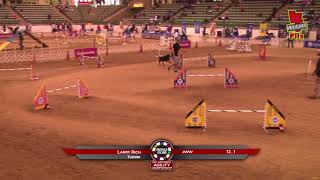 2018 AKC National Agility Championship - Jumpers, Round 1