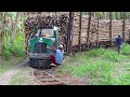 Transporting Million of Tons of Sugarcane With Primitive and Modern Trains