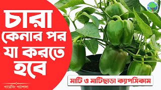 টবেই হবে সহজেই প্রচুর ক্যাপসিকাম মাটি ও মাটিছাড়া পদ্ধতিতে | Grow Soil \u0026 Soilless Capsicum at Home