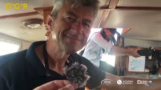 #ggr2022  Solo Sailor Small Boat Tour -  Ertan Beskardes Rustler 36 Lazy Otter