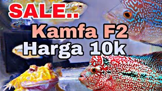 bongkar , ikan louhan kamfa harga mulai 10k. #ikanlouhankamfa #ikanlouhan