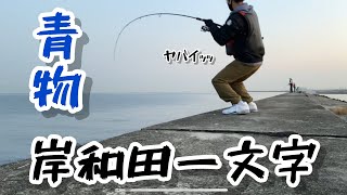 【岸和田一文字】青物好調の岸和田一文字で竿が曲がる。